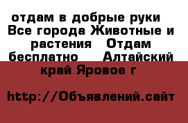 отдам в добрые руки - Все города Животные и растения » Отдам бесплатно   . Алтайский край,Яровое г.